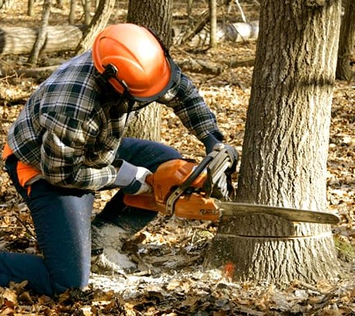 Tree Removal in Afton, MI